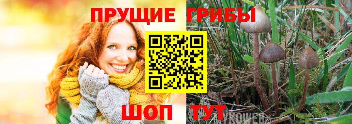 Галлюциногенные грибы Magic Shrooms  Галлюциногенные грибы Psilocybe  Знаменск  Вход с VPN 
